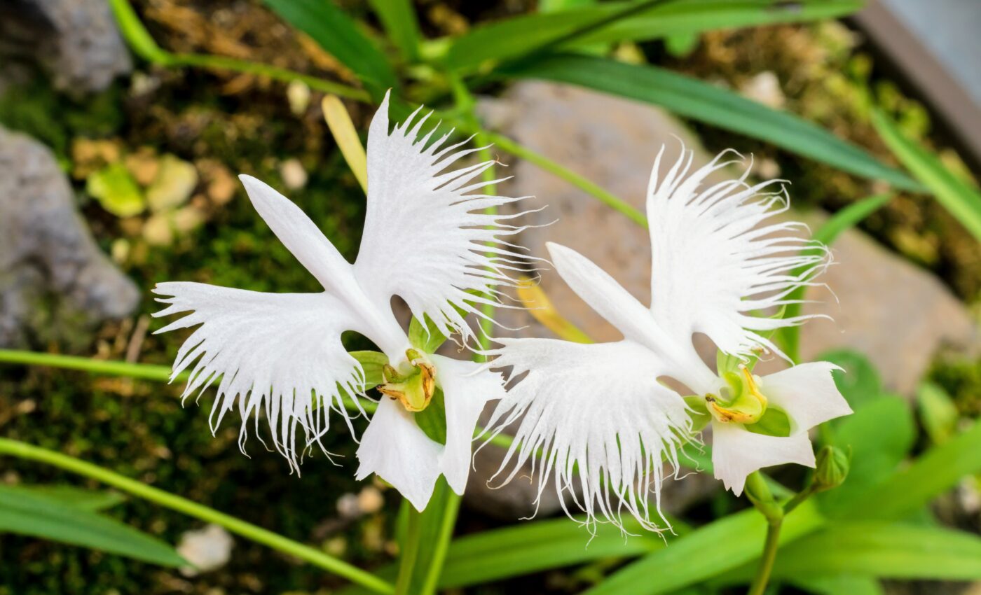 Orchids evolved fringed petals to support pollinators