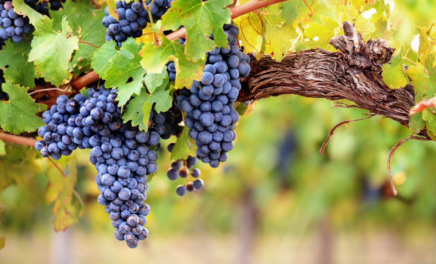 Scientists find new way to measure stress in plants