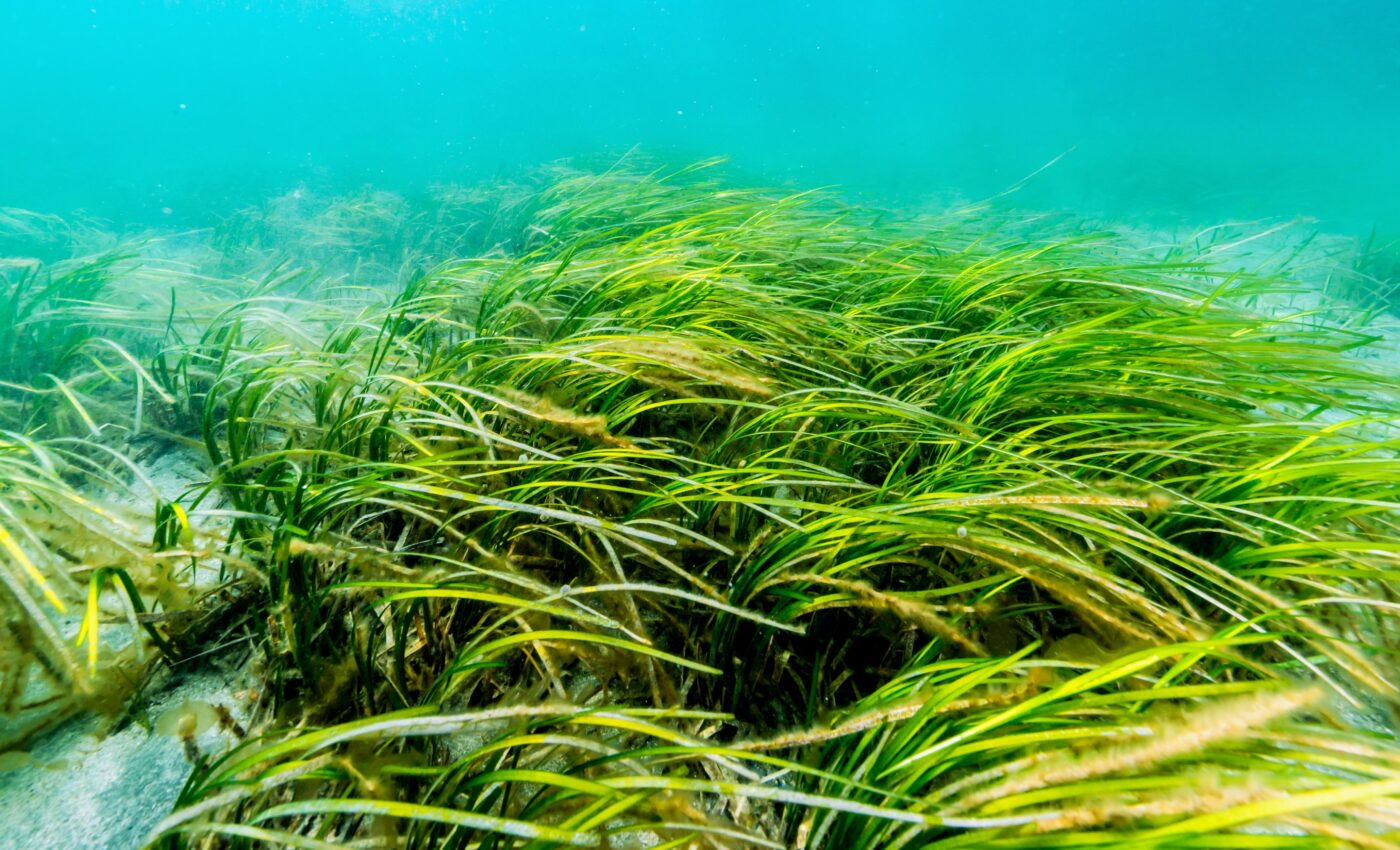 Ancient genetics shape modern eelgrass populations