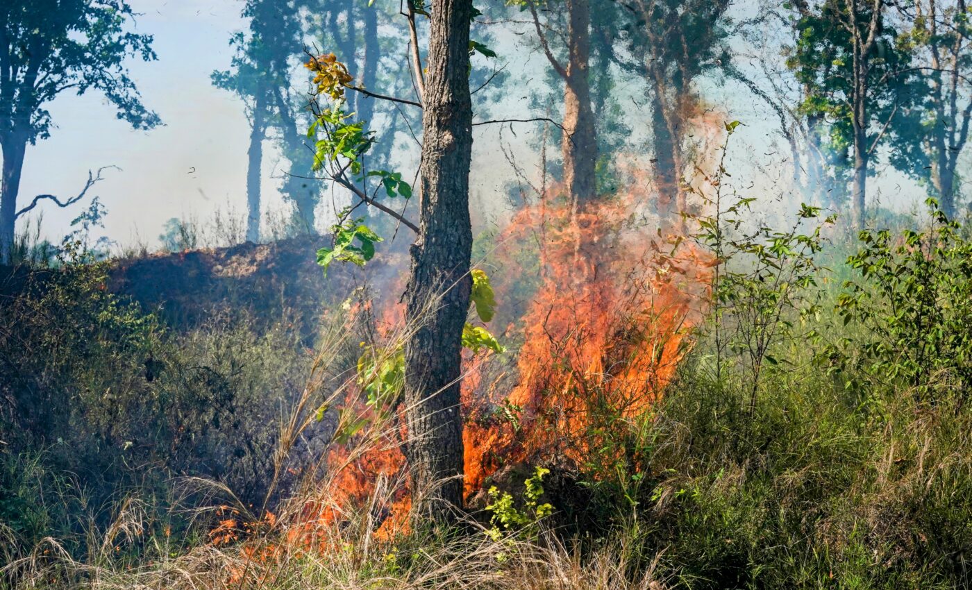 The Amazon is drying out, with far-reaching consequences