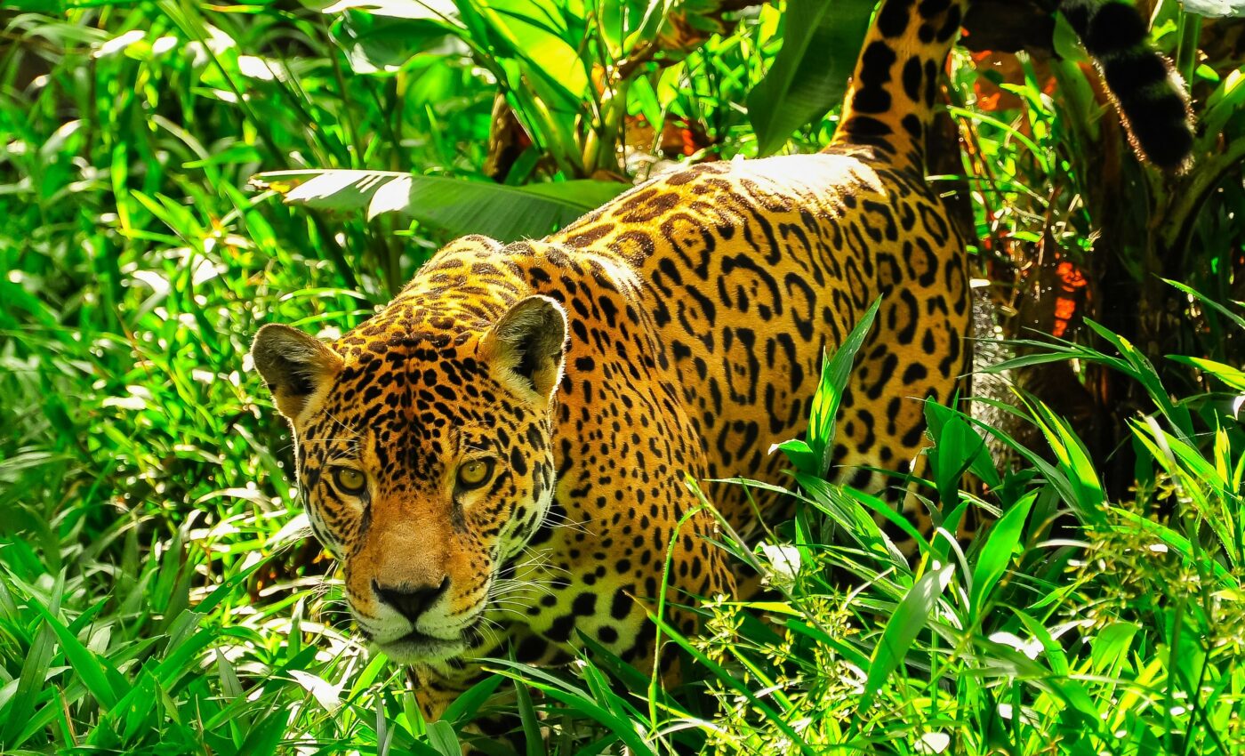 Biodiversity loss weakens ecosystem functioning