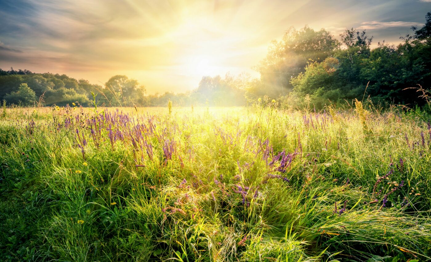 Ancient grasslands take a long time to recover