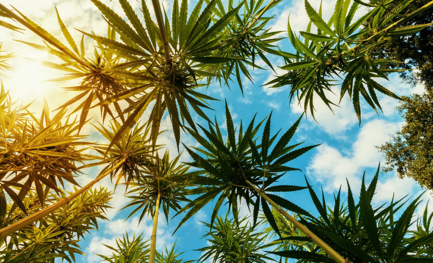 Cannabis legalization reduces designer drug poisonings