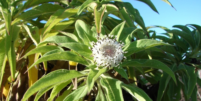 Study reveals how Darwin’s giant daisies spread into distinct niches