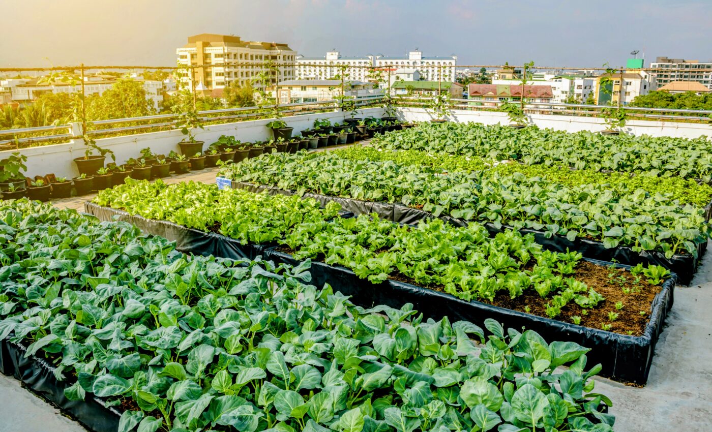 Some crops have higher yields in an urban environment