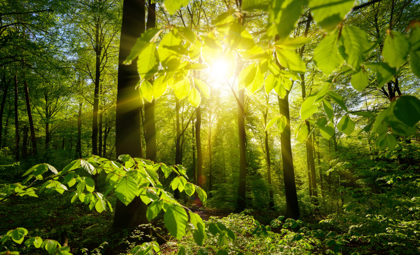 Light and temperature collaborate to boost plant growth