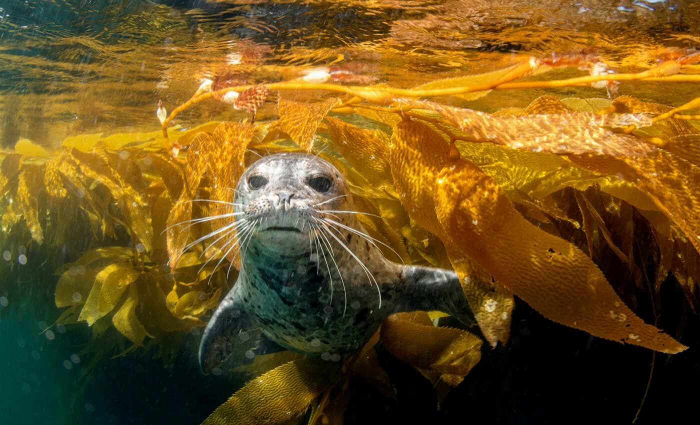 Kelp forests are losing their capacity to trap carbon