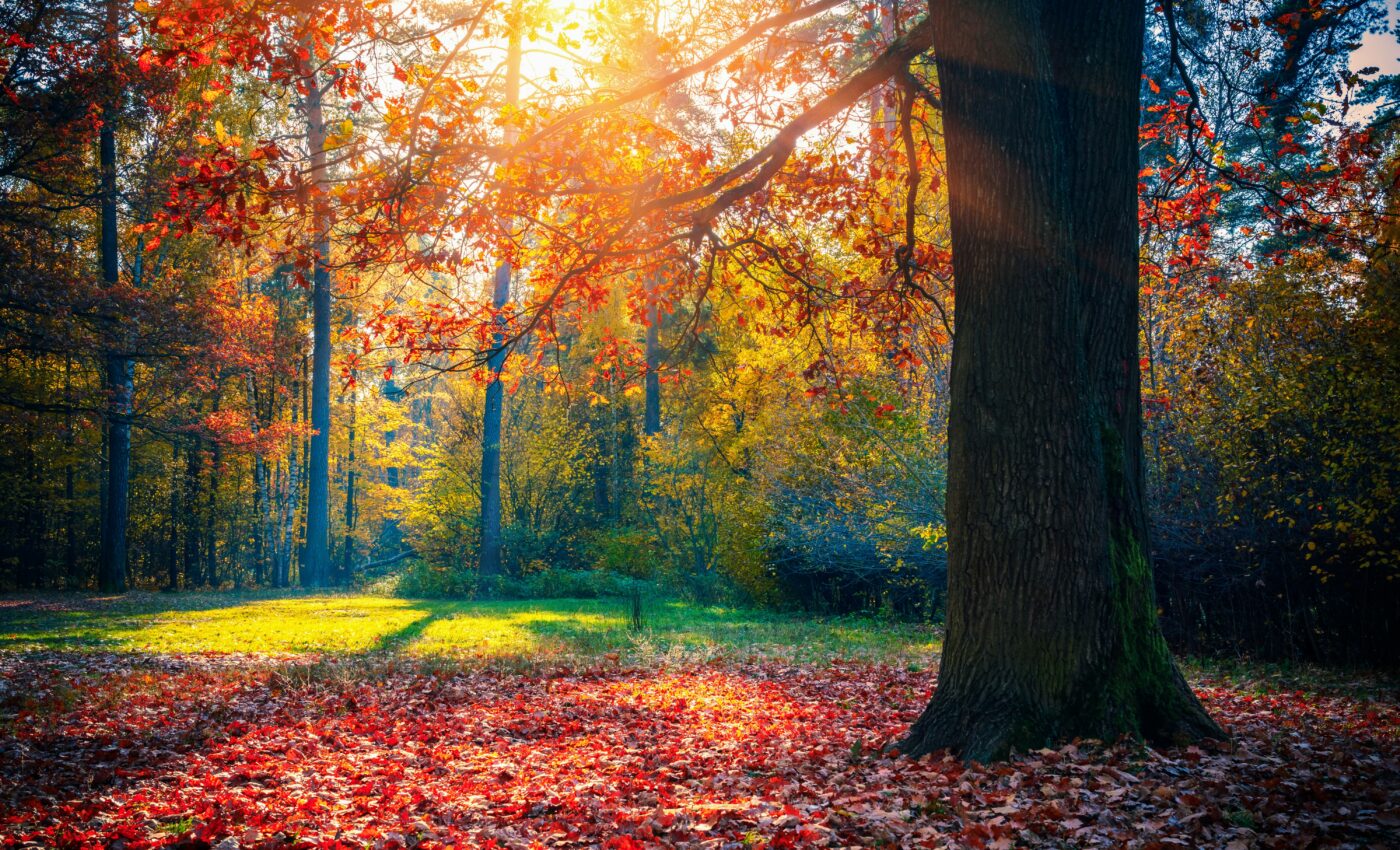 Past variability may help forests cope with climate change