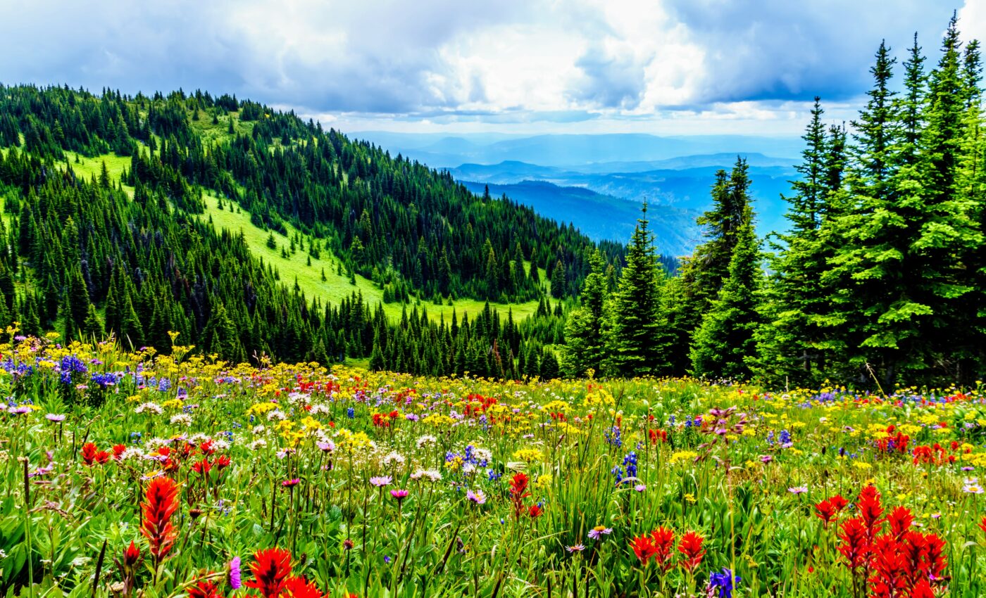 Plant biodiversity hotspots can be found on small scales