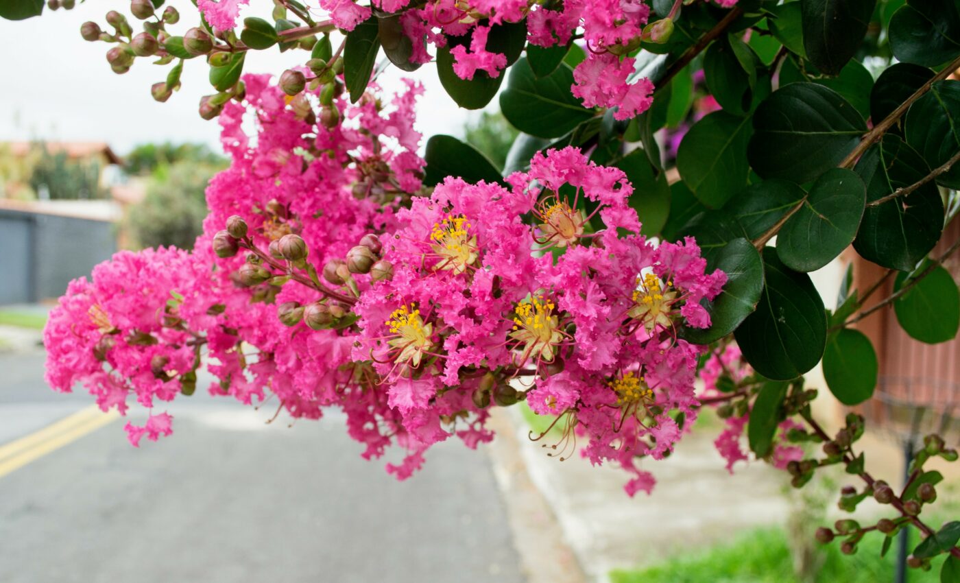 Remote monitoring may save crapemyrtles from invasive pests