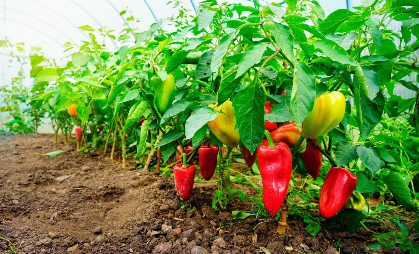 Crop pest will spread northward as soil temperatures warm