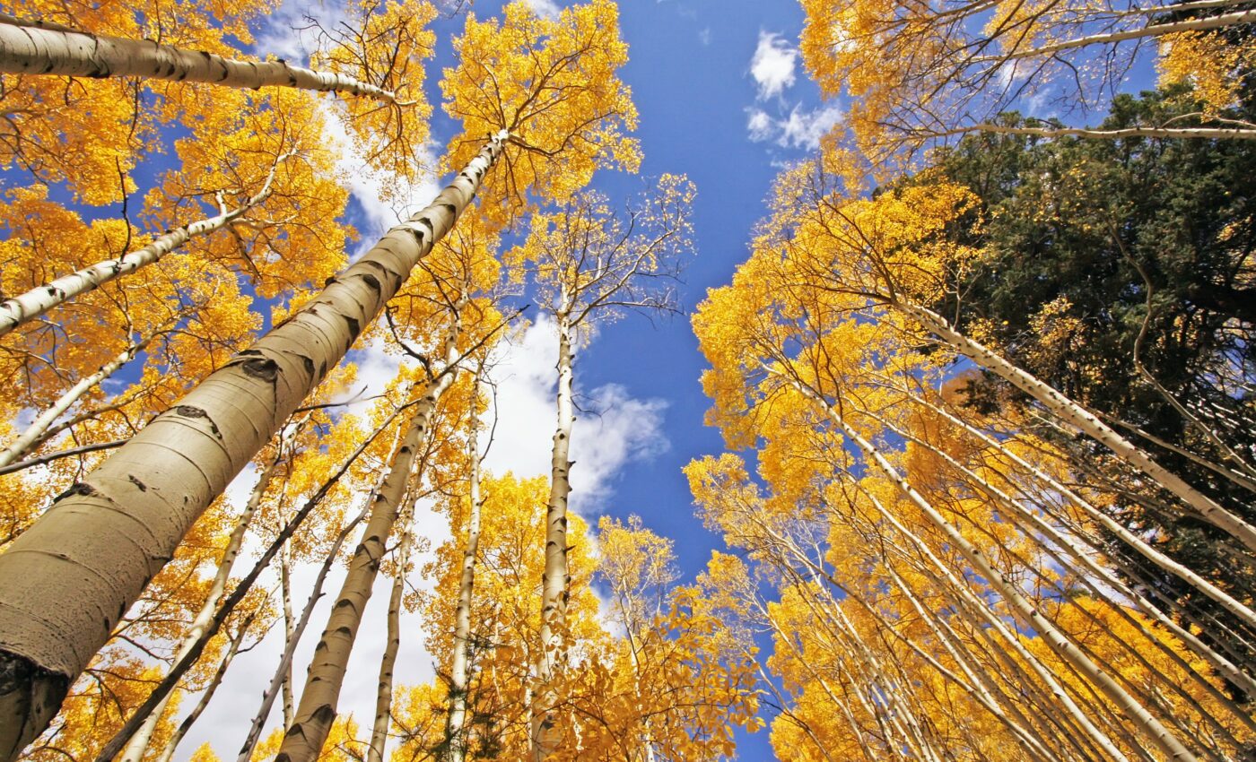 How much energy do plants use to lift water from the soil?