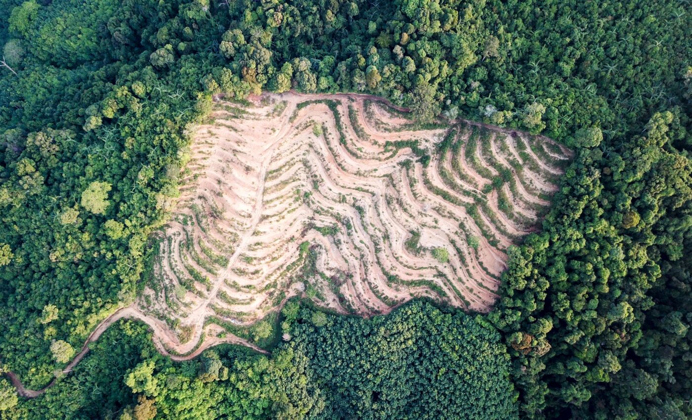 Tropical forest land sometimes gets cleared for "nothing"
