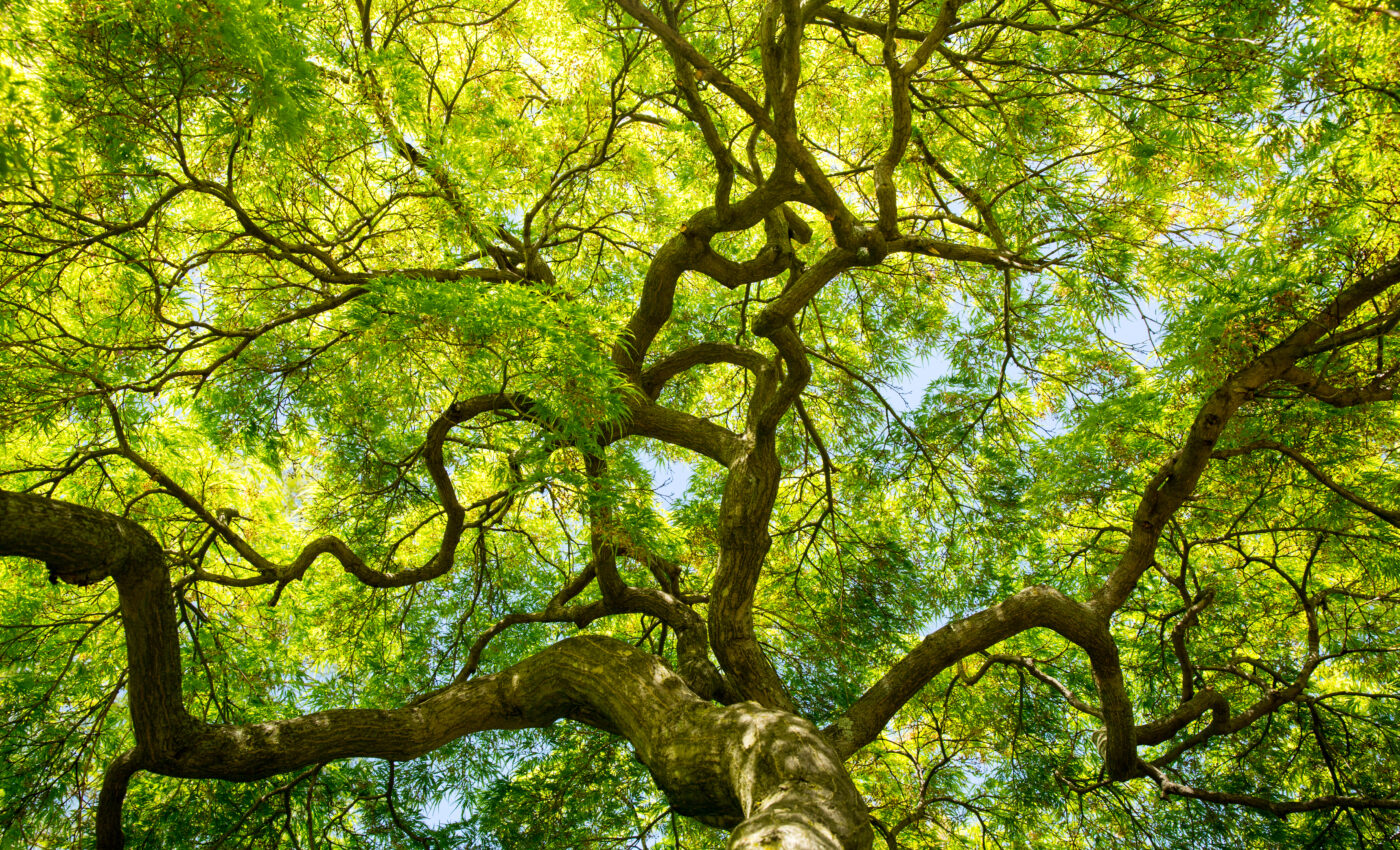 Changes in tree canopy supported the earliest gliding lizards