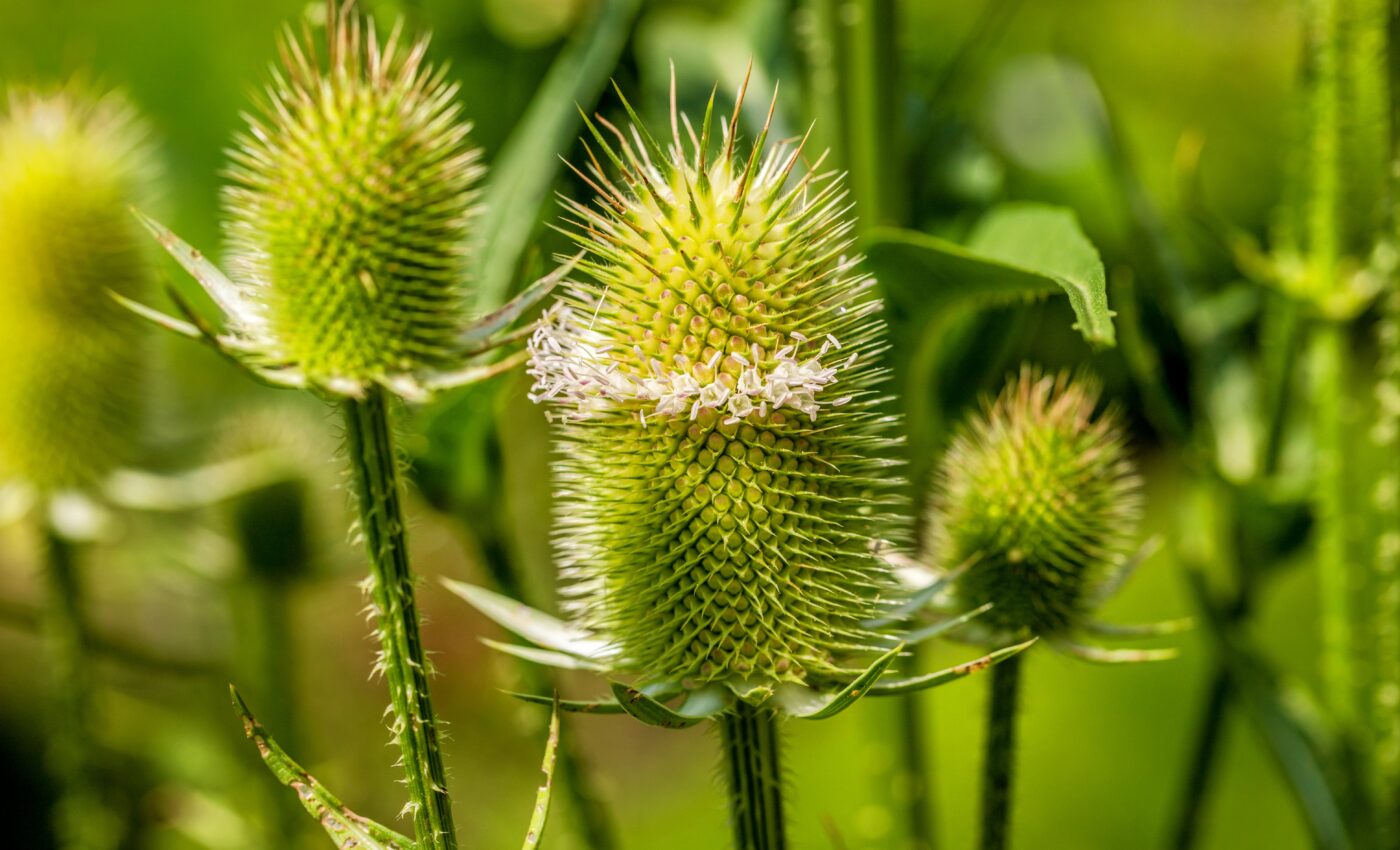 Microplastics found in water trapped on plant leaves