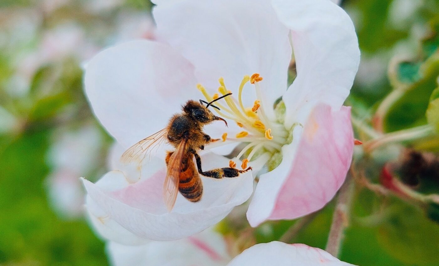 Bee diversity is key to sustainable agriculture