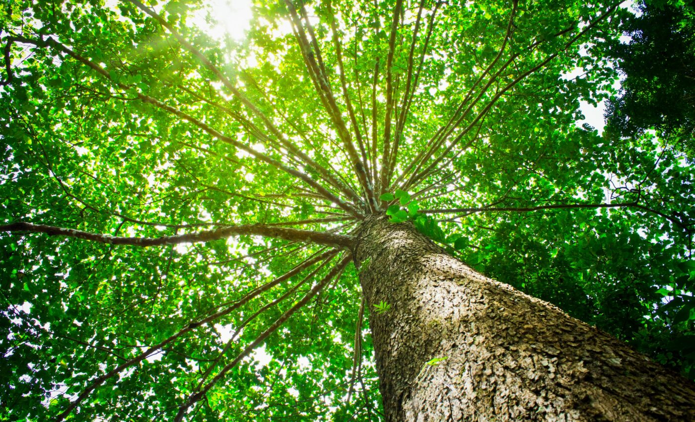 Forest canopy leaves are losing their cooling ability