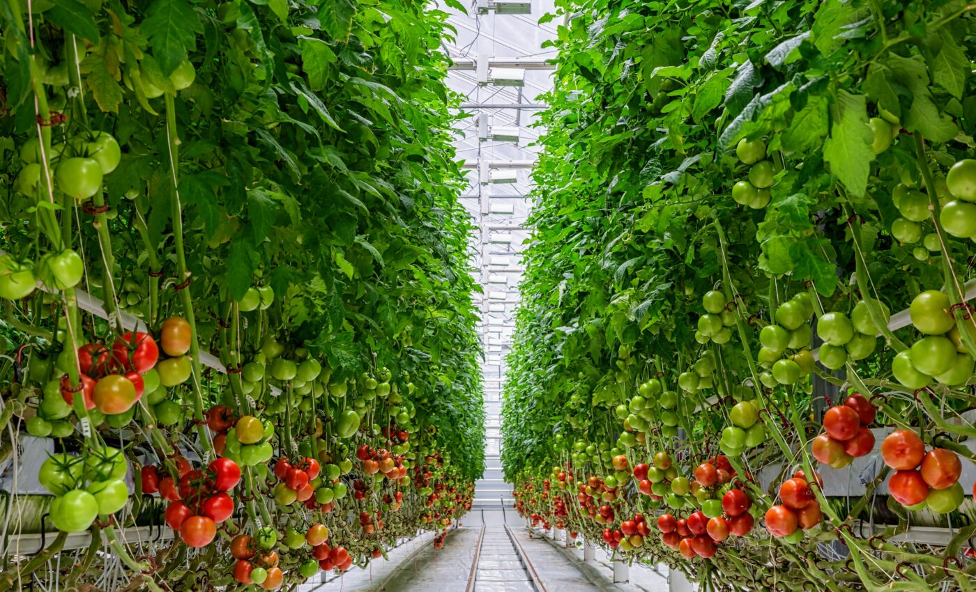 Growing plants bigger isn’t necessarily better