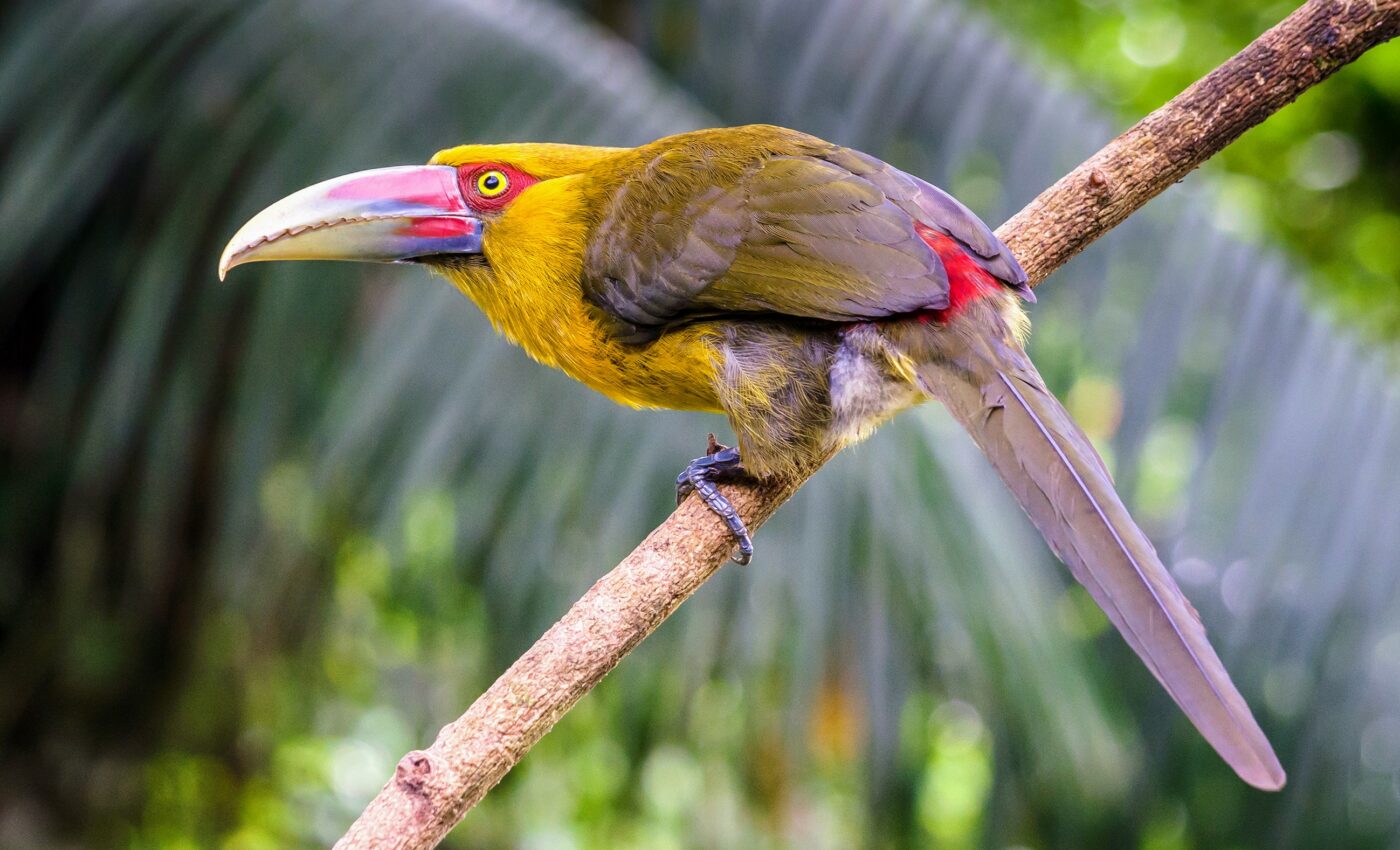 Study explores forest degradation in the Atlantic Rainforest