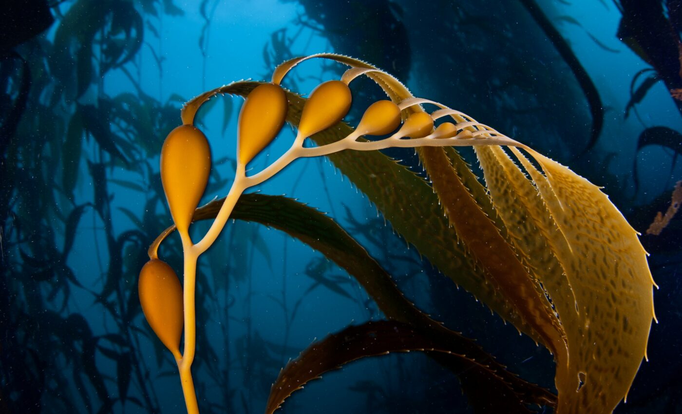 "Warm blob" helped invasive algae wipe out kelp forest