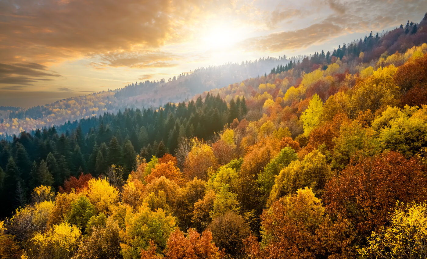 Ecosystem stability can be predicted by species interactions