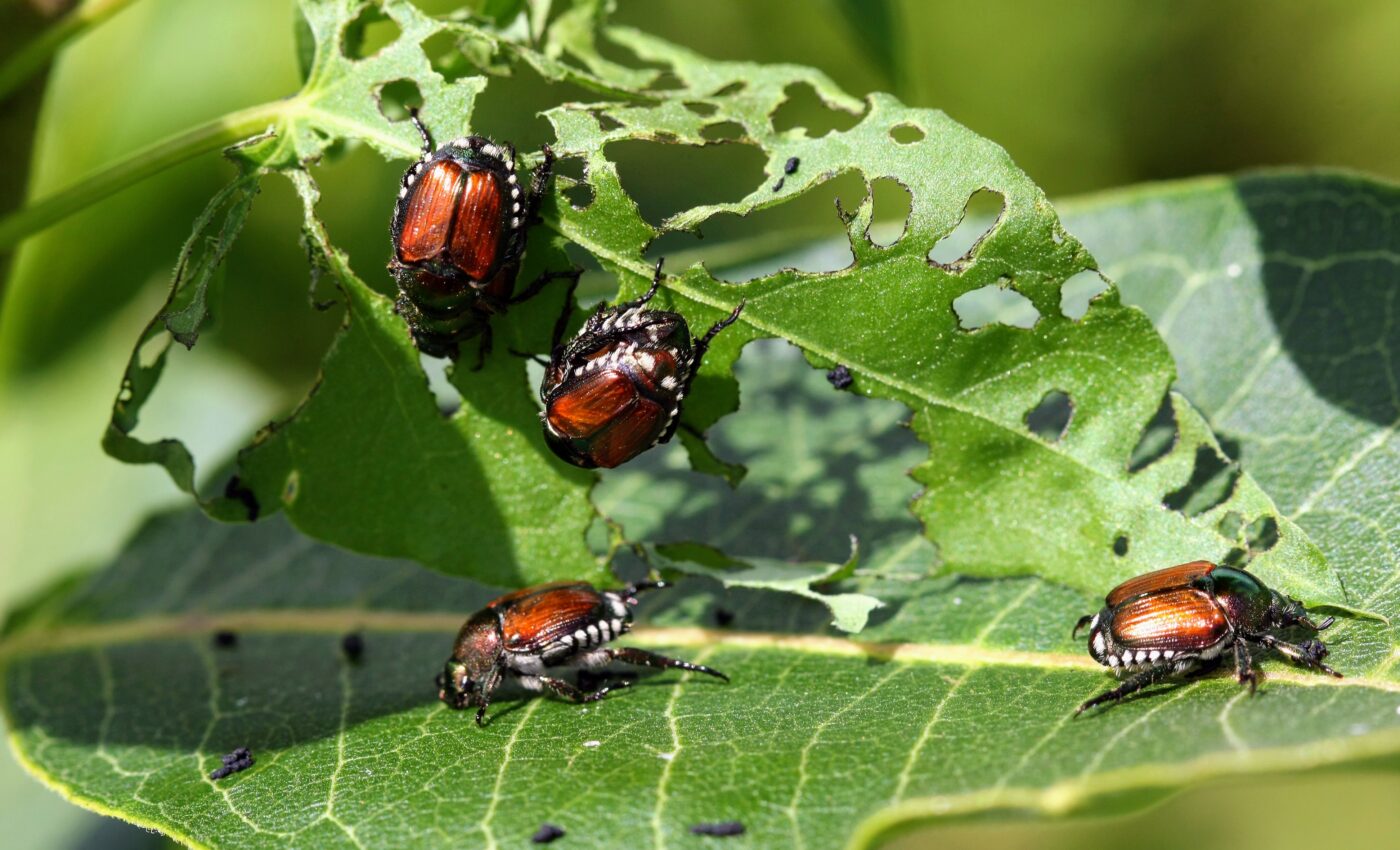 Insect damage to plants is more severe now than ever before