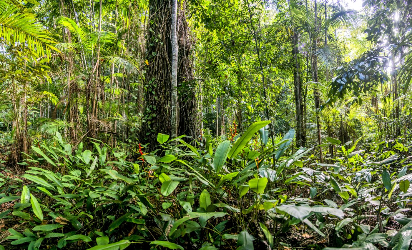 Brazil could protect its rainforest while expanding agriculture