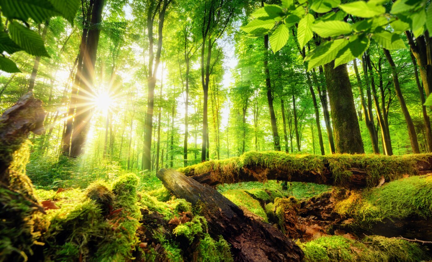 Ecosystems classified for the first time across the entire planet