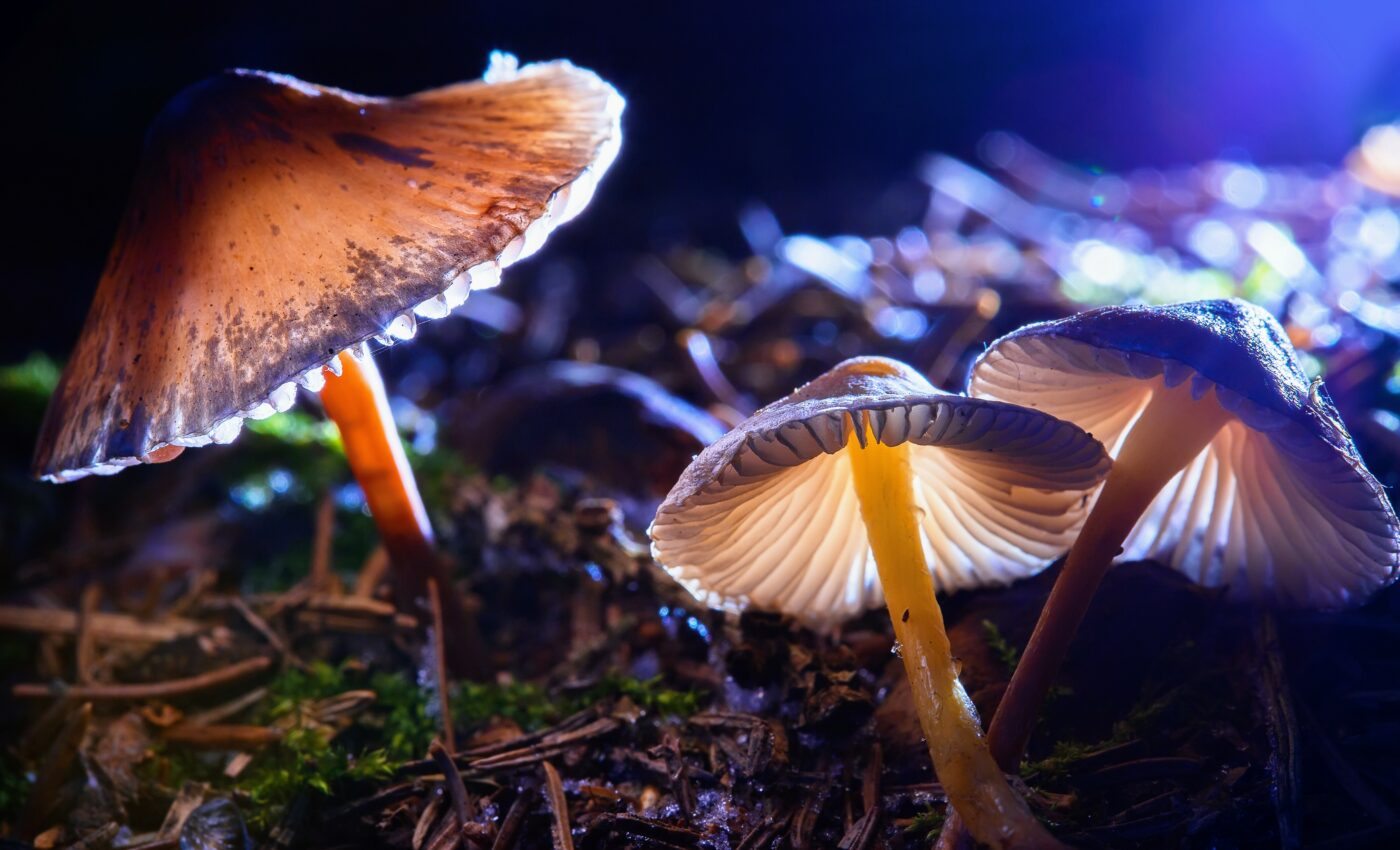 Why did mushrooms evolve psychedelic properties?