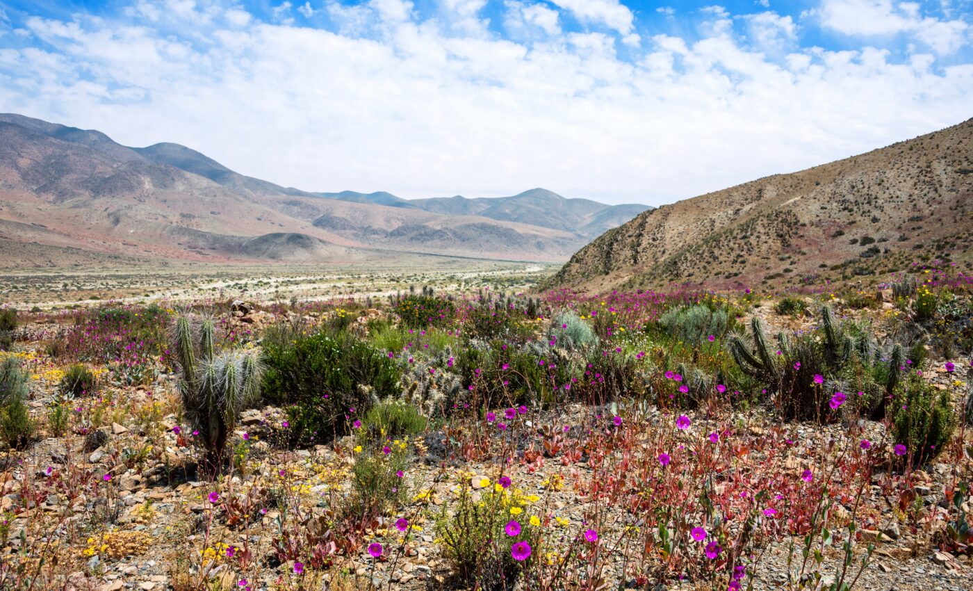 Desert flower diversity is driven by pollinators
