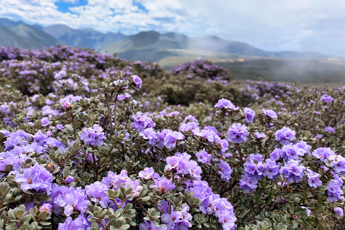 Flowers share resources by blooming at different times