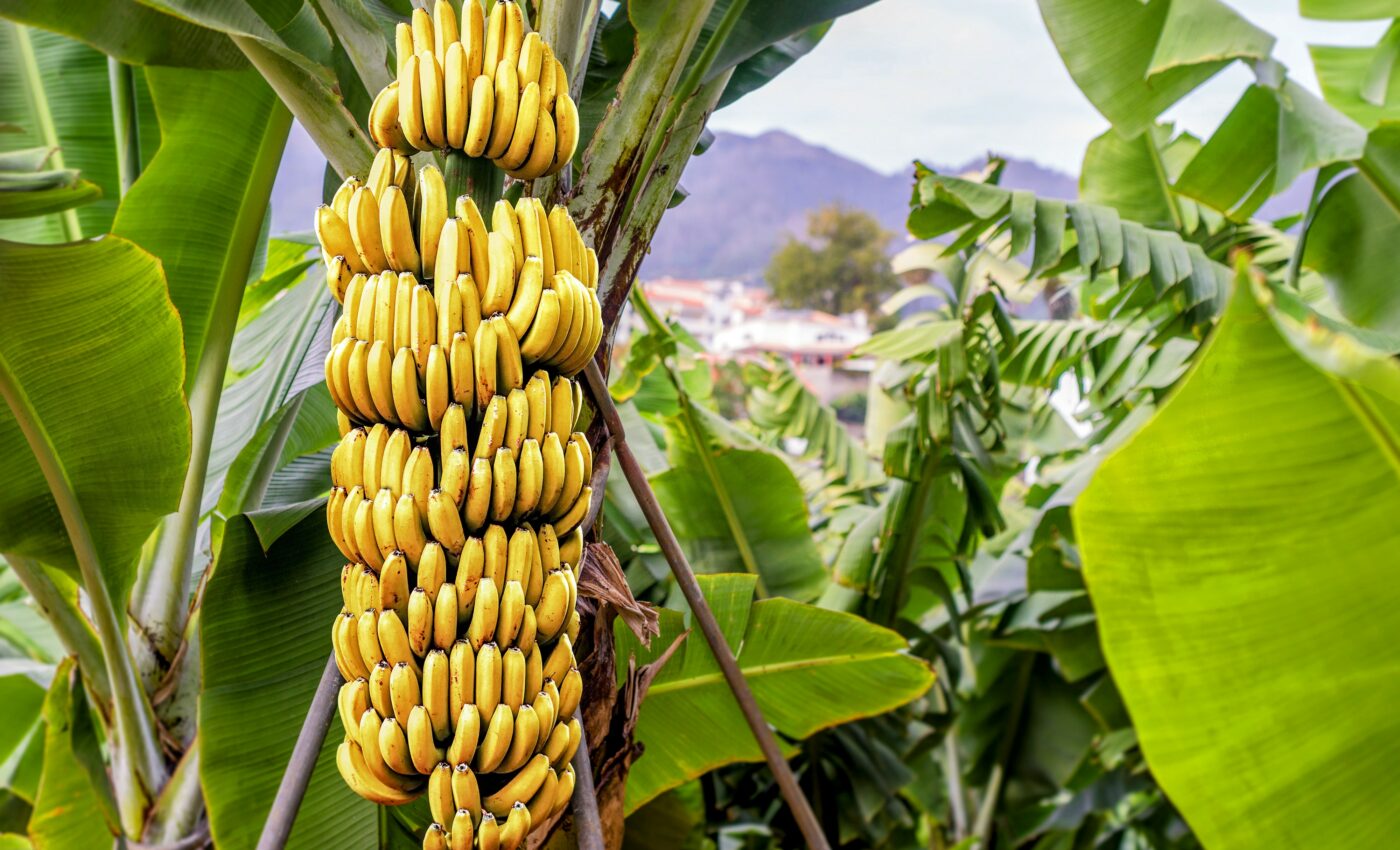 New research will help keep bananas on supermarket shelves