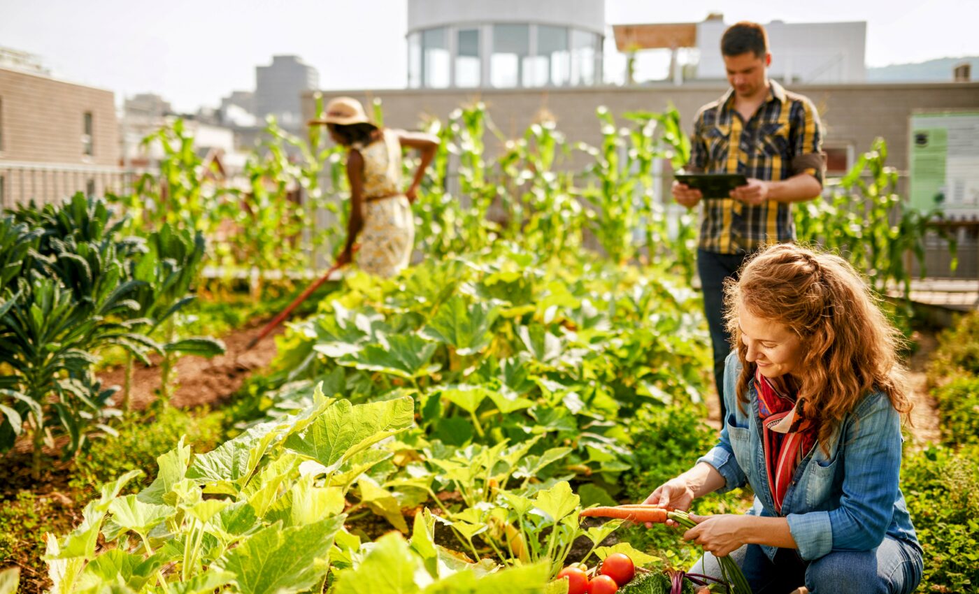 How building exhaust could boost rooftop gardens