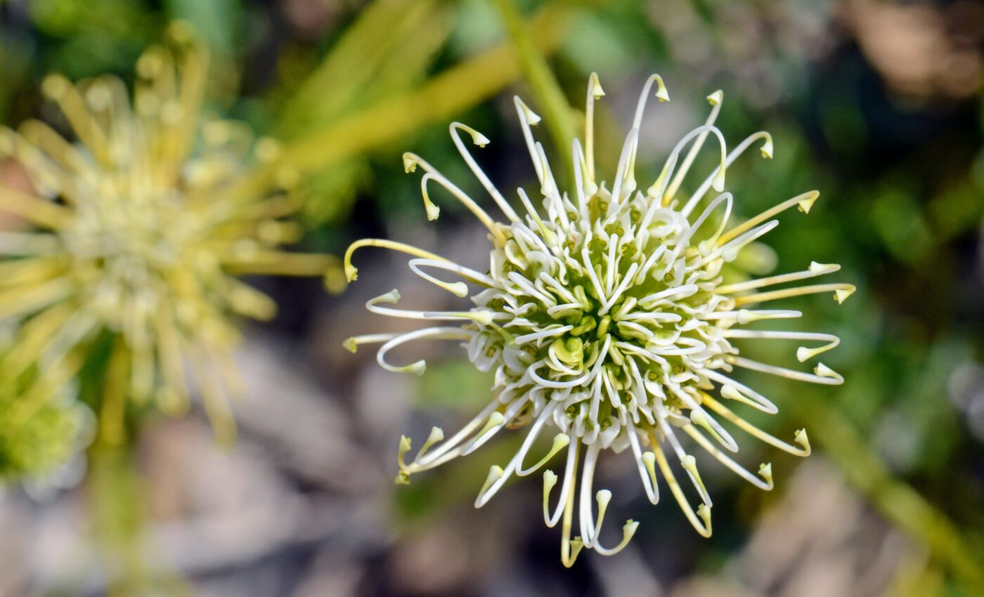 Data deficient species are often the most threatened