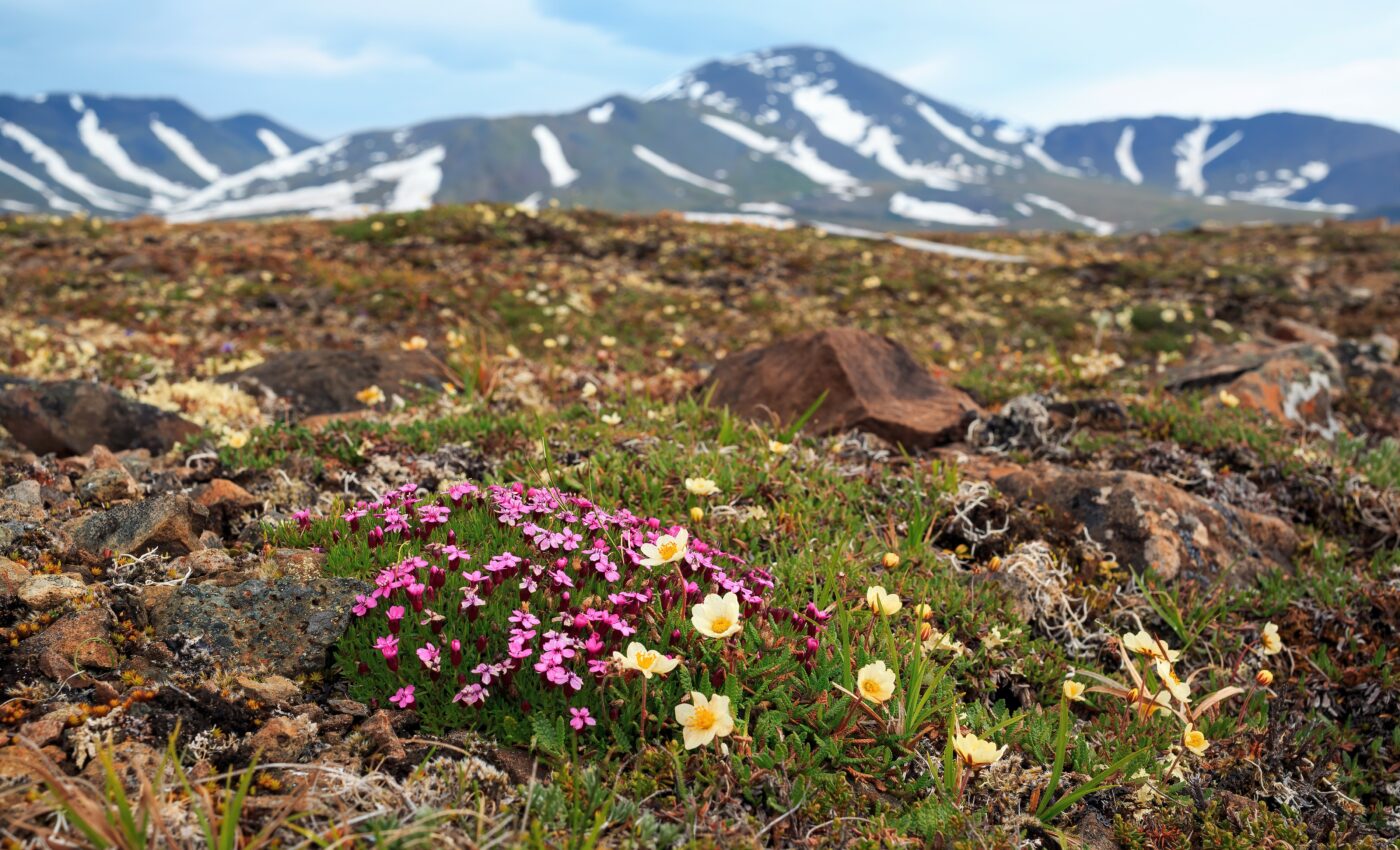 Vegetation is a key driver of energy flux in the Arctic