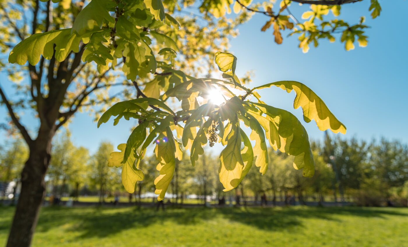 Bats protect young trees from insect damage