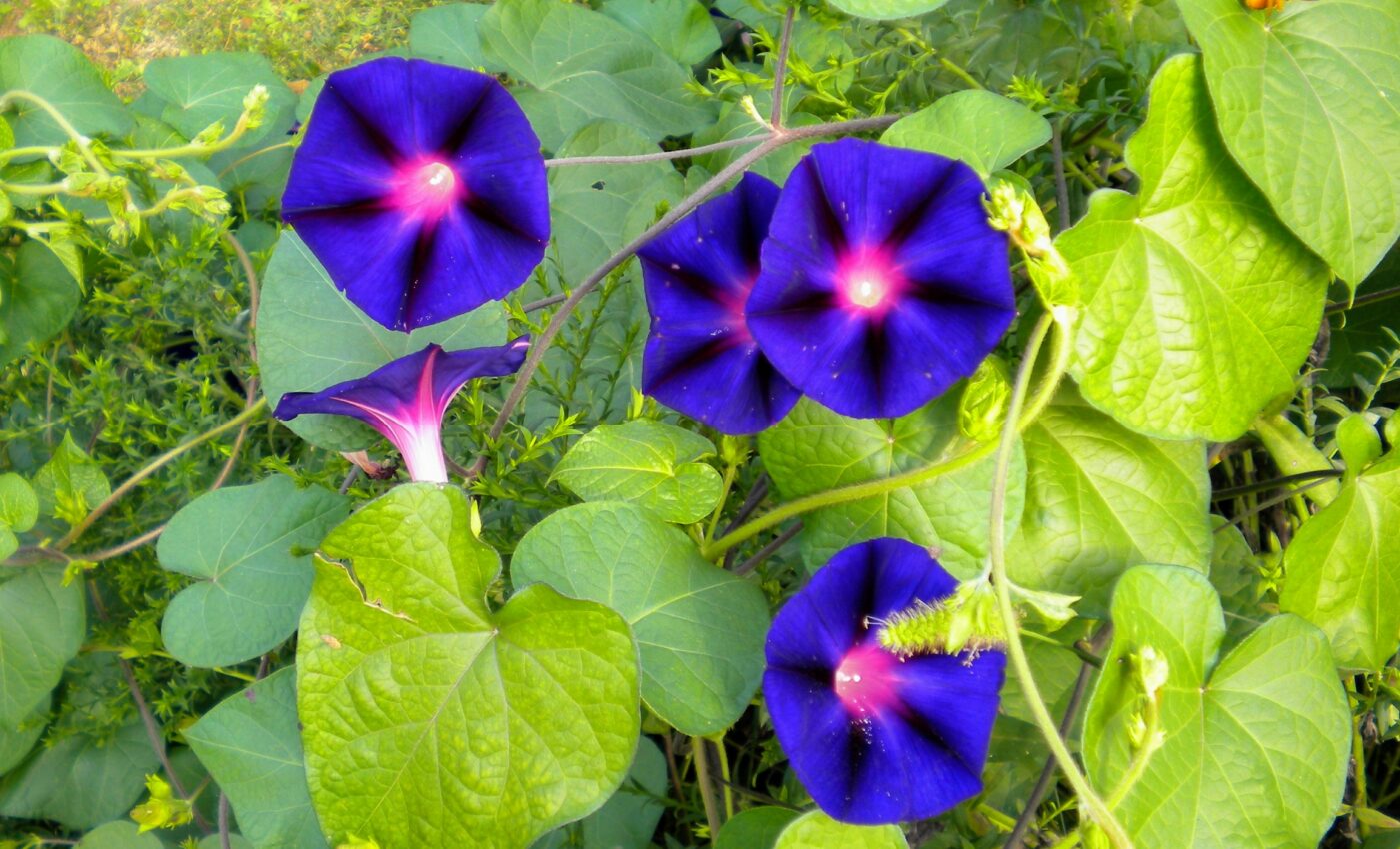 How many invasive plant species are in the world?