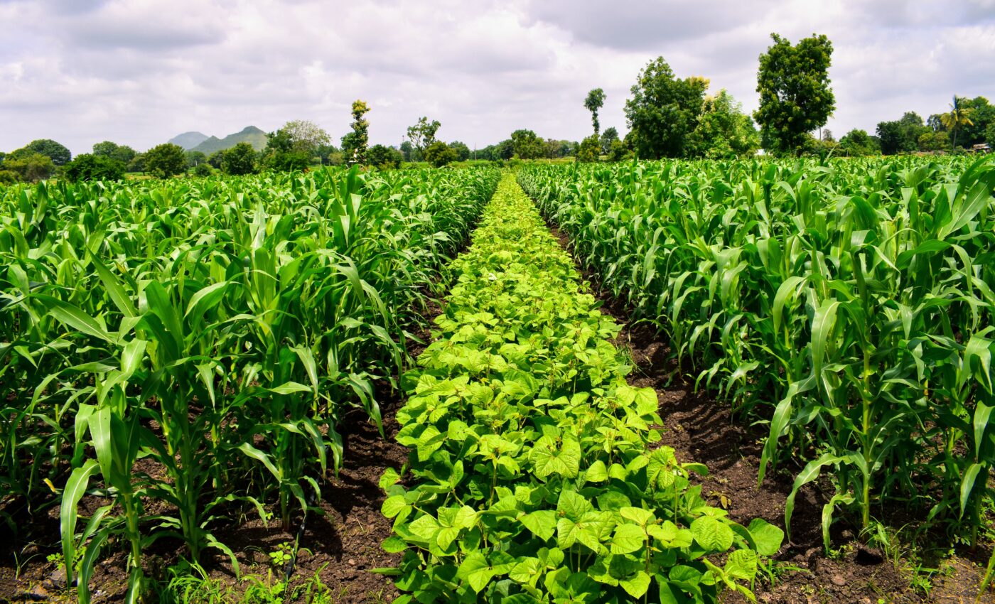 Elevated CO2 levels will make crops less nutritious