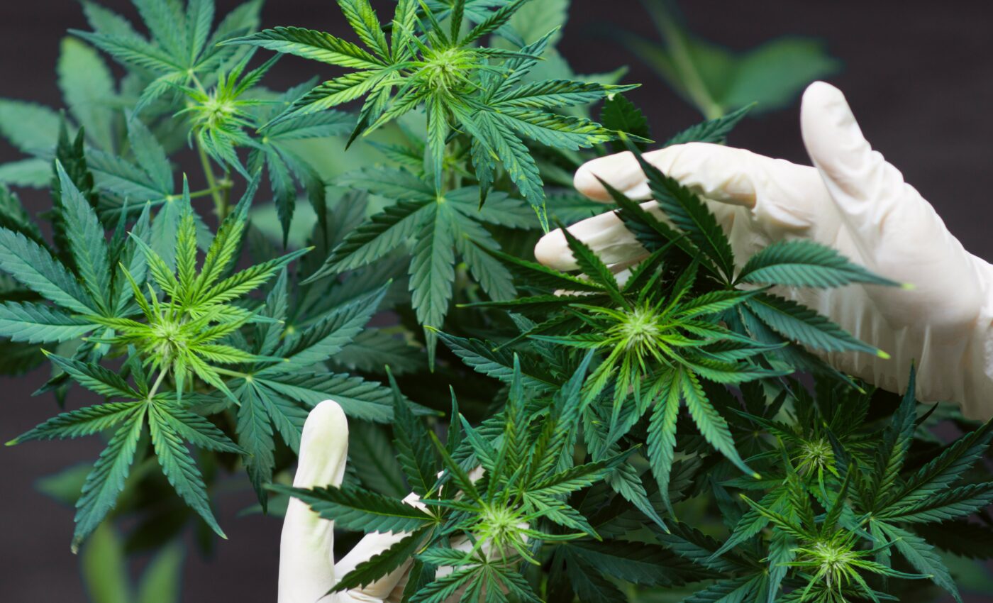 Cannabis may damage heart health as much as cigarettes