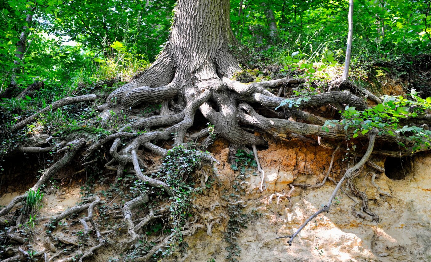 Tree roots may have driven mass extinctions