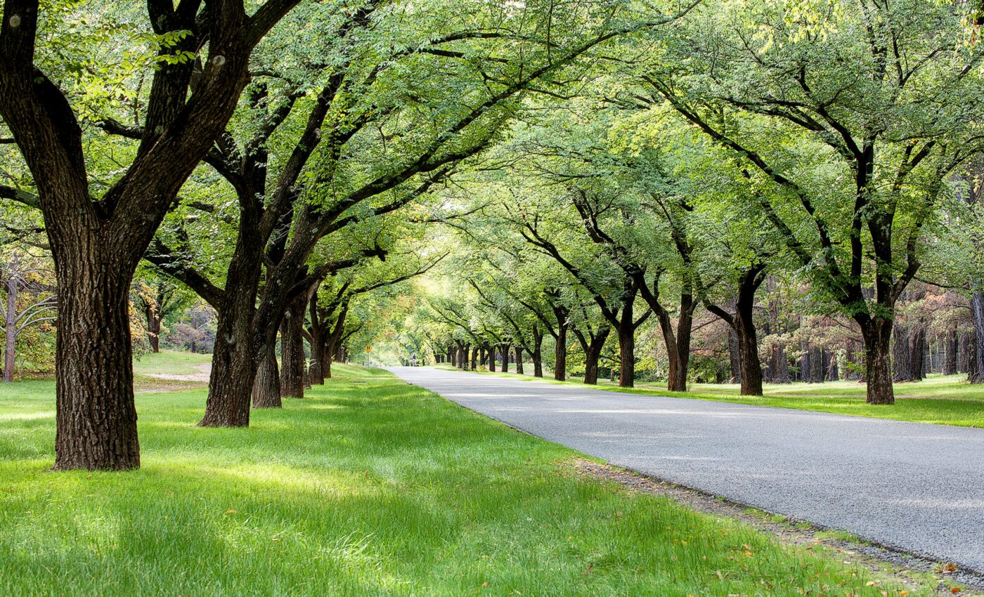 Urban trees are increasingly threatened by climate change