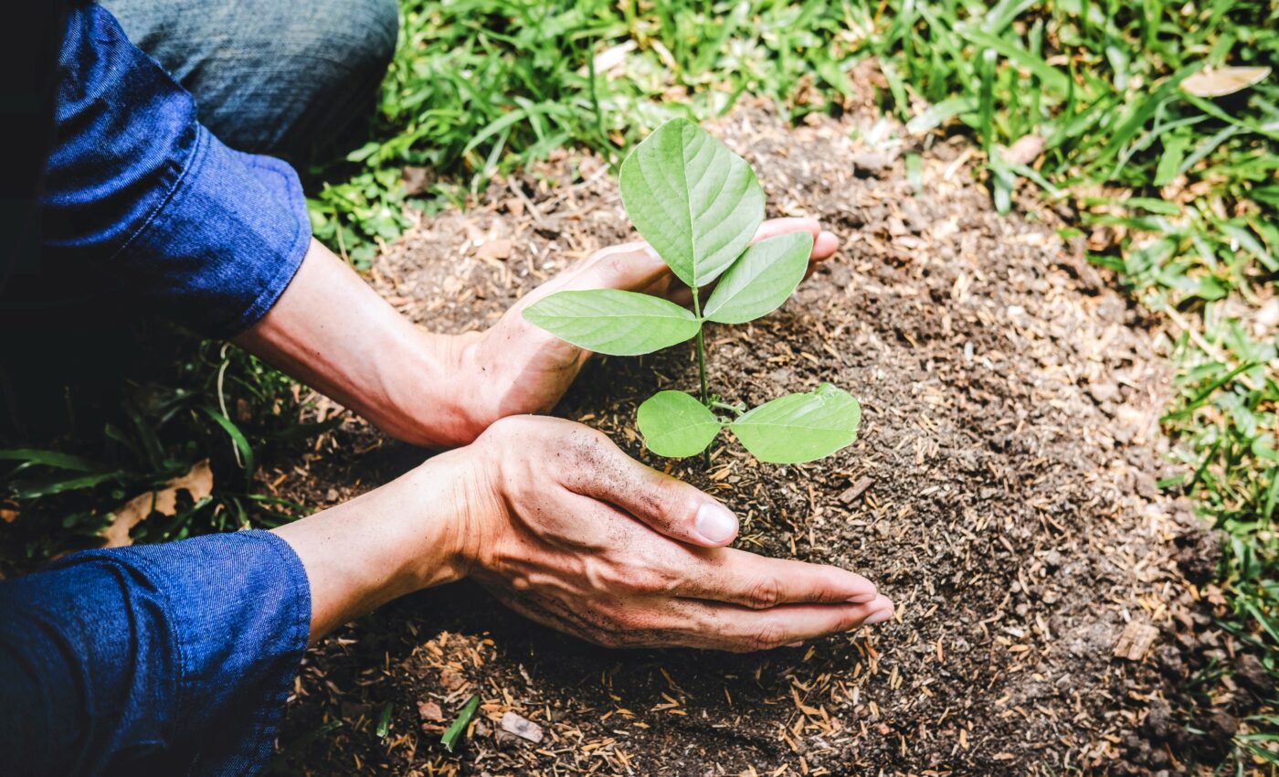 Half of plants used in reforestation projects do not survive