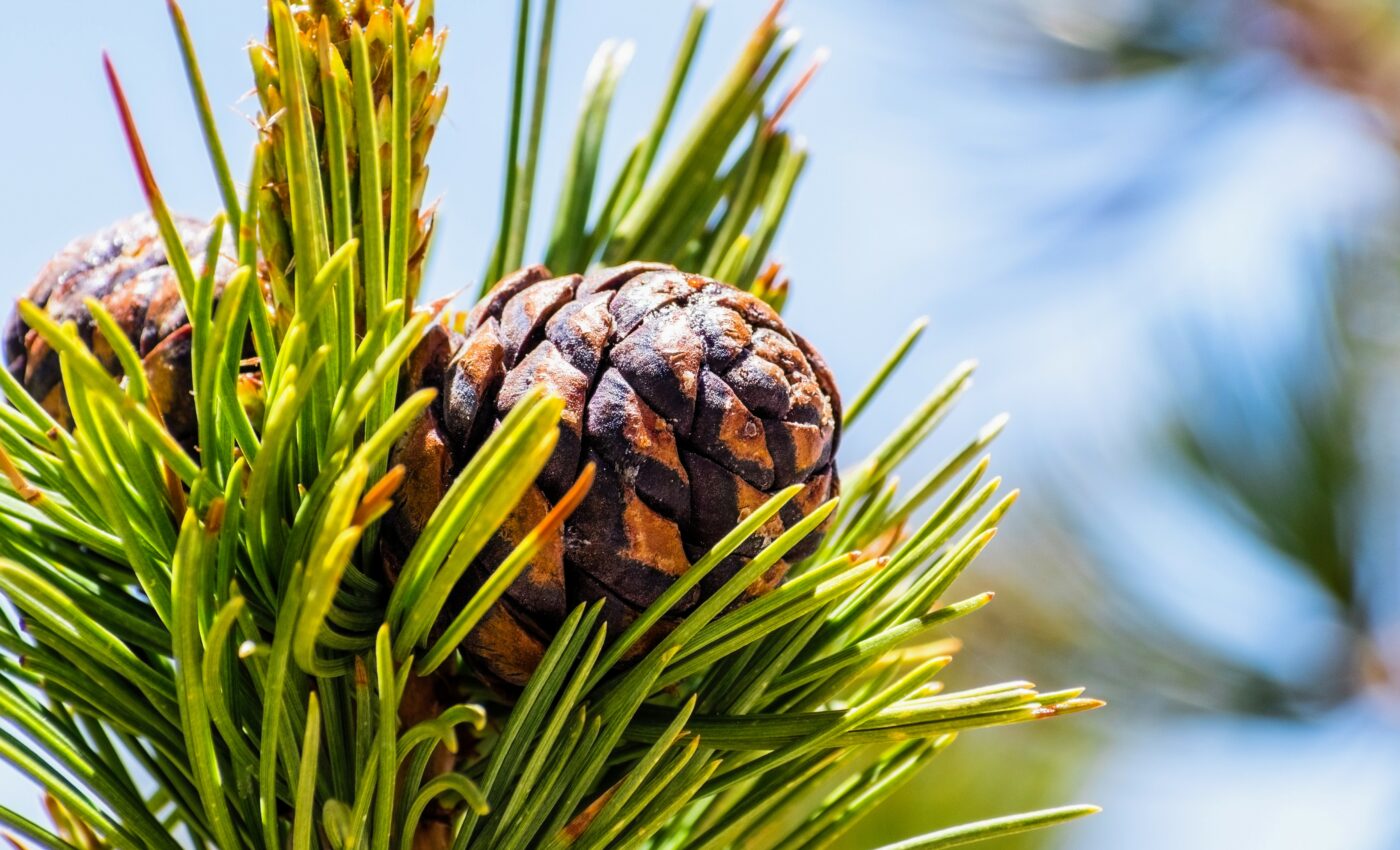 Iconic whitebark pine trees are endangered