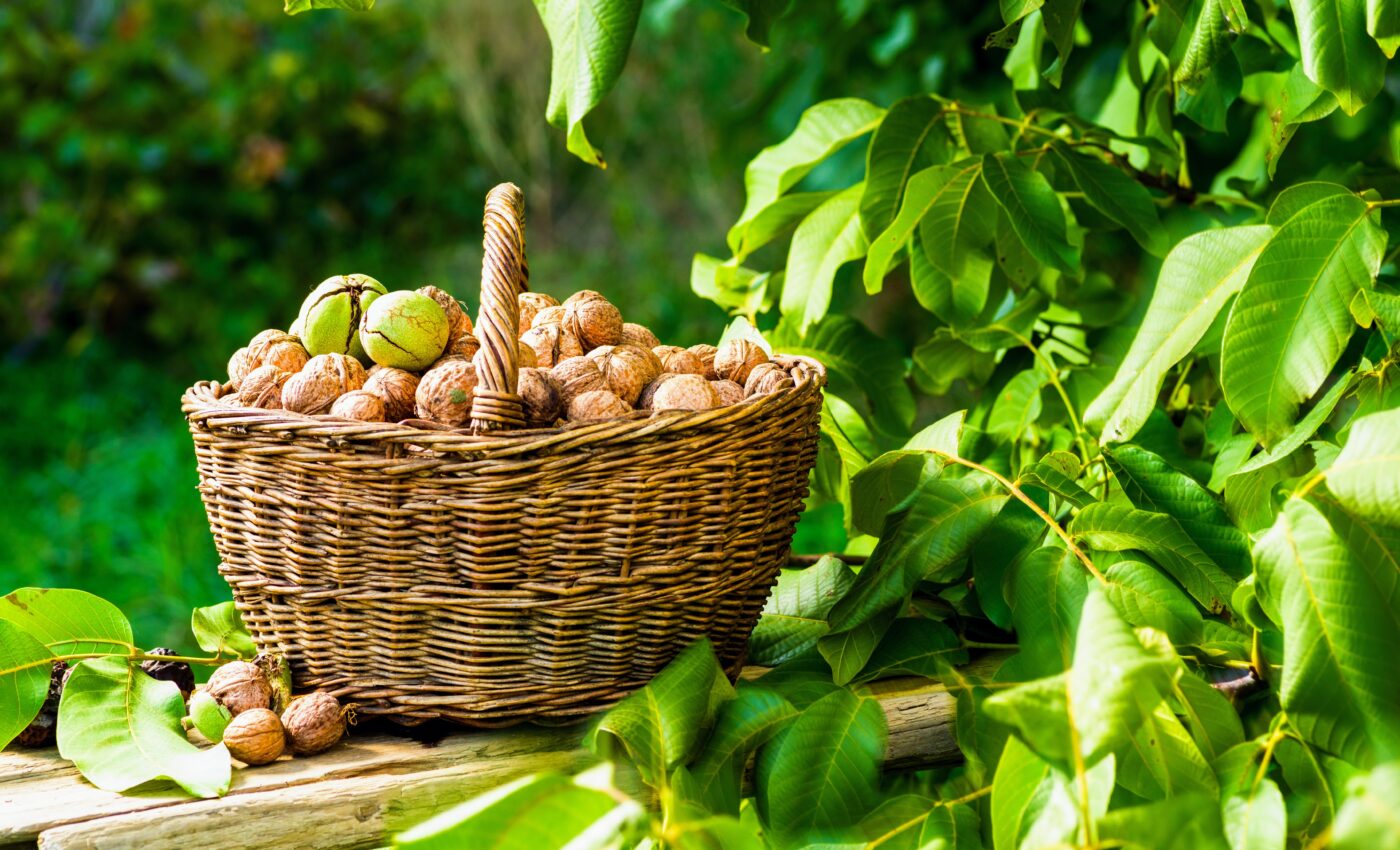 Walnuts improve brain health, reduce stress