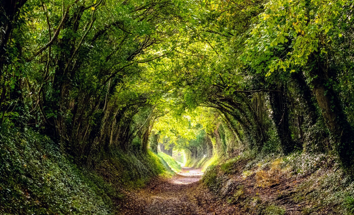 Some forests store more carbon than previously thought