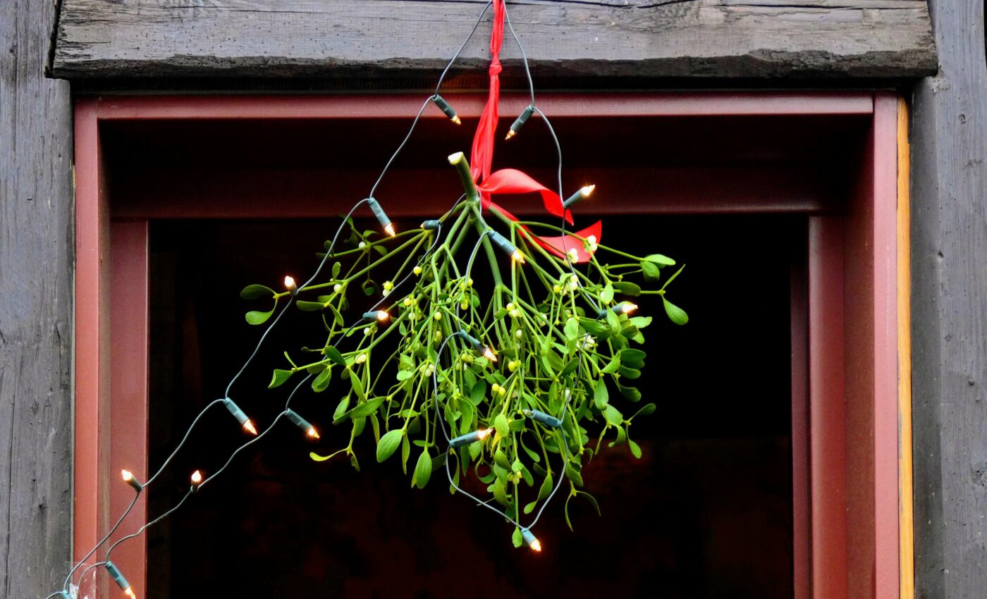 Mistletoe berries have surprising healing properties