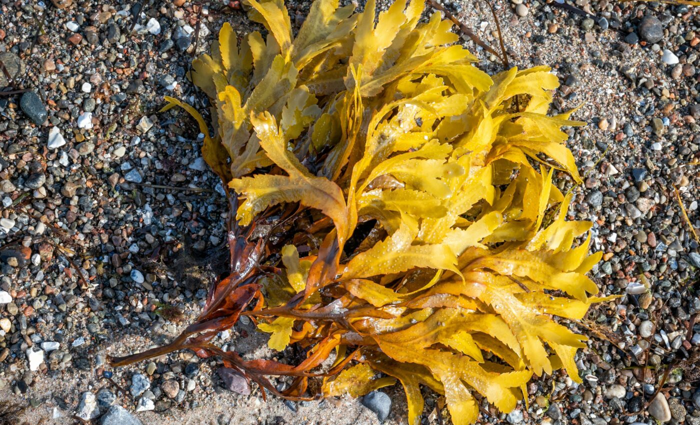 Brown algae absorb half a billion tons of CO2 each year