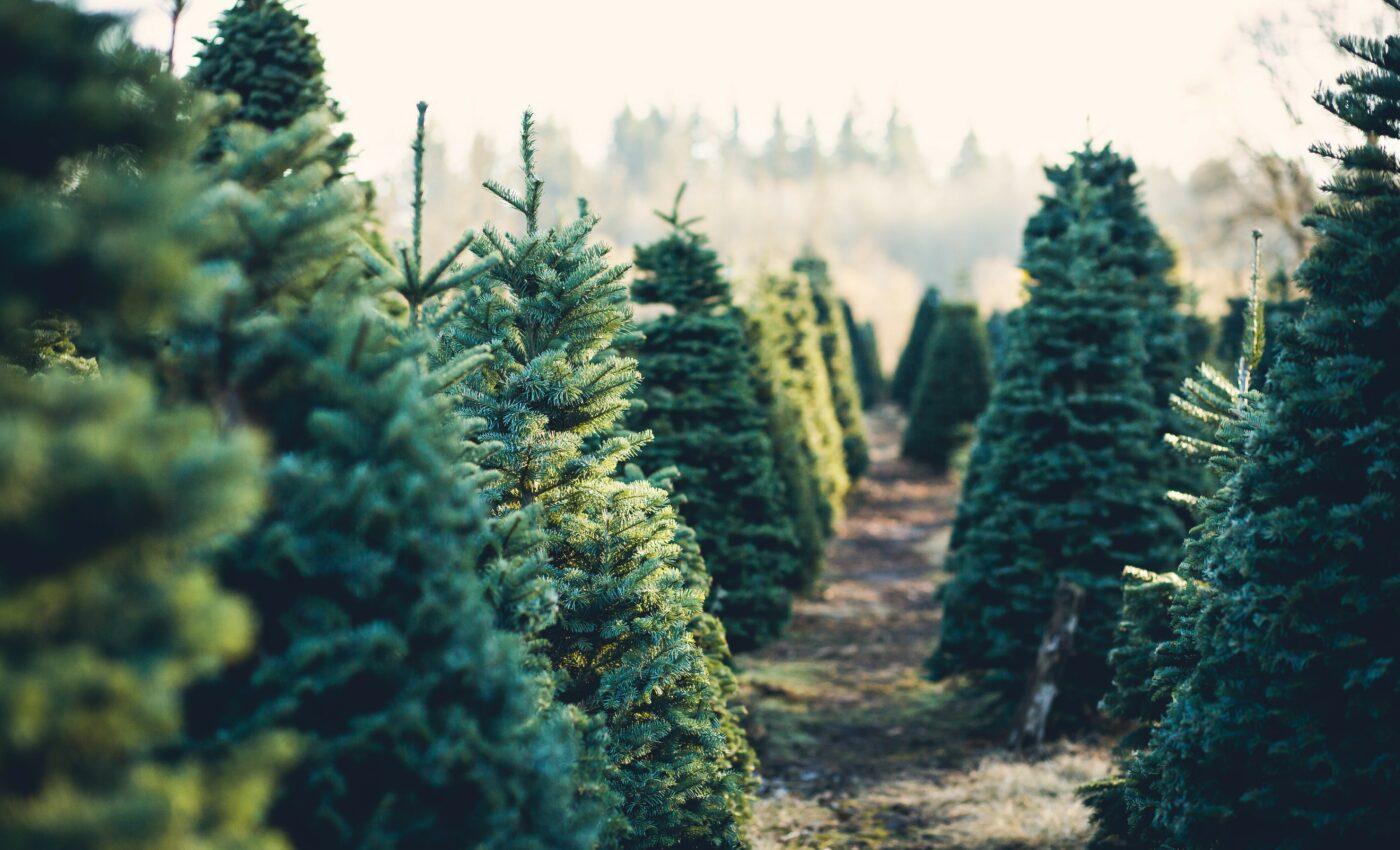 Old Christmas trees could be used to produce fuels
