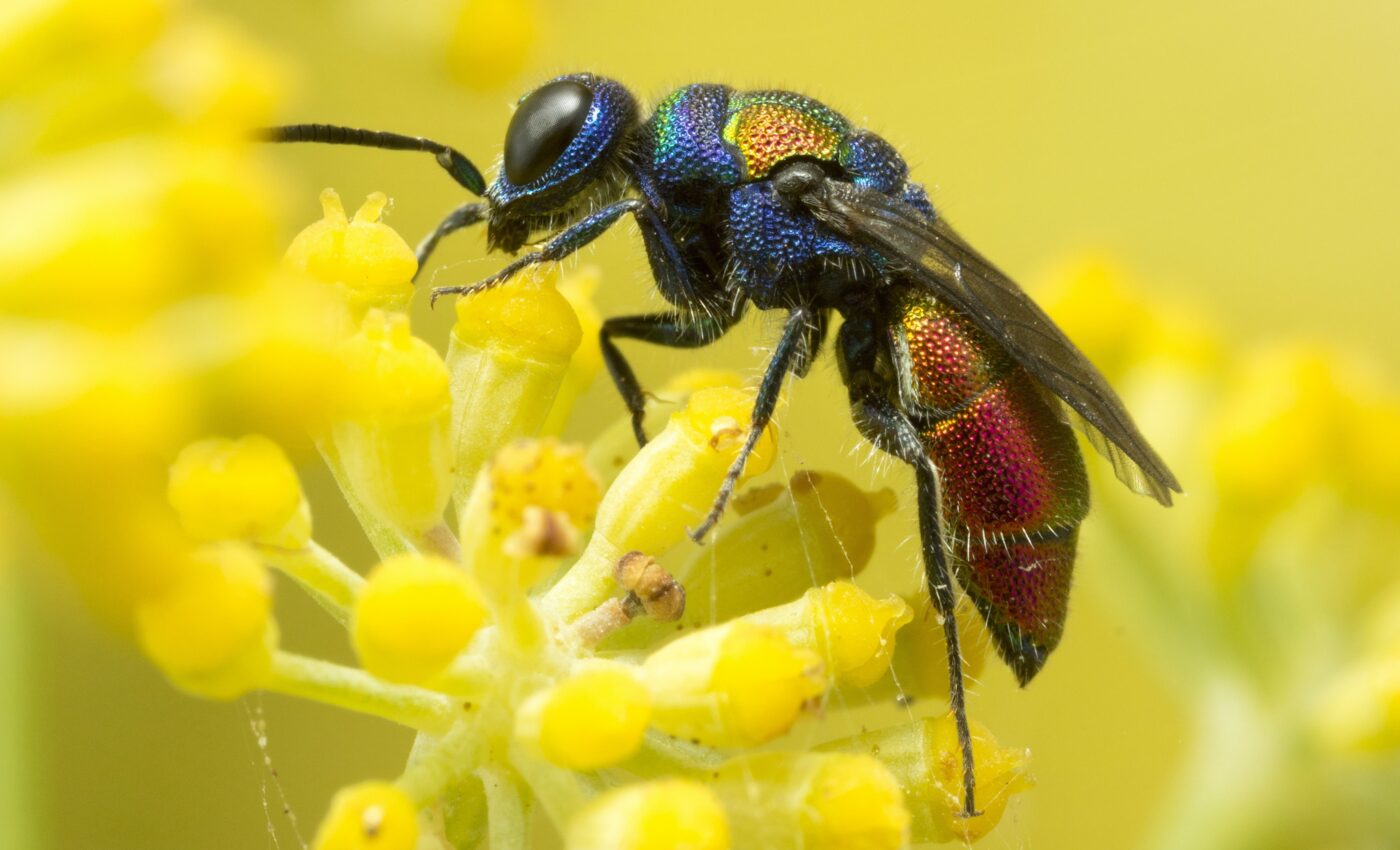 More than 350 new species discovered in 2022