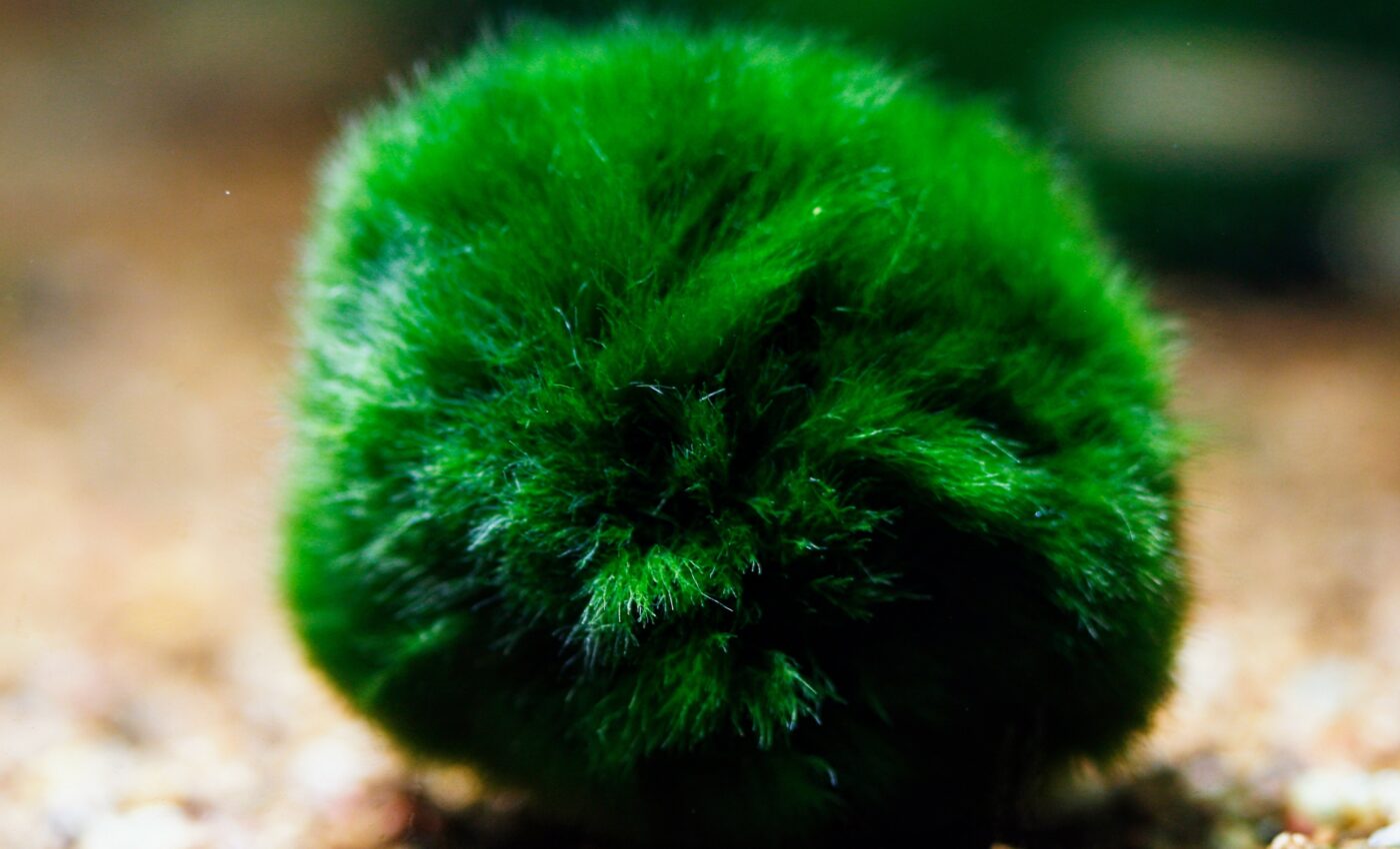 Marimo algae balls threatened by climate change